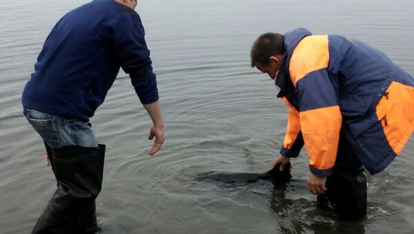 Инспекторы ГИМС выпускают молодого дельфина. Архивное фото