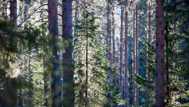 В Карелии начались работы по воспроизводству лесов