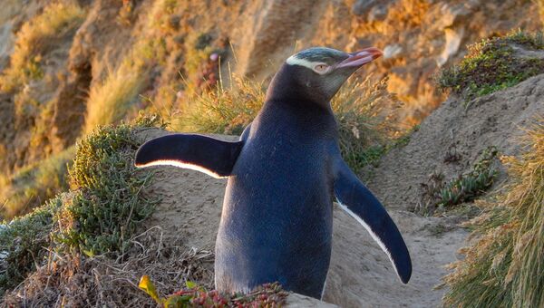 Новозеландский желтоглазый пингвин может исчезнуть к 2060 году