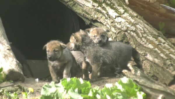 Волчата исследовали территорию и дрались за внимание мамы в зоопарке США