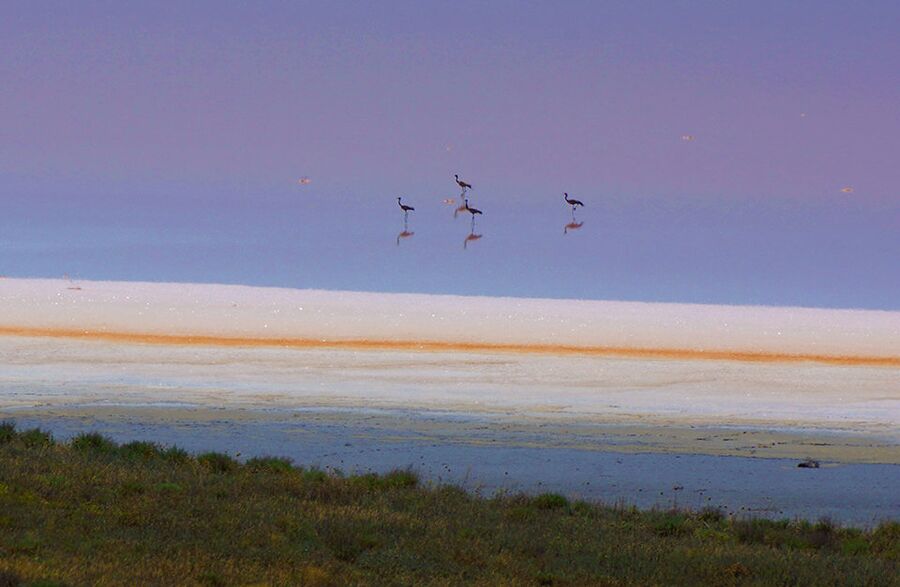 Cемья степного журавля на Кояшском озере