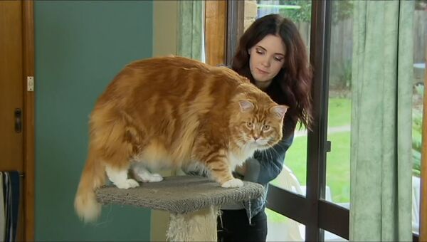 14-килограммовый Омар - как выглядит претендент на звание самого длинного кота