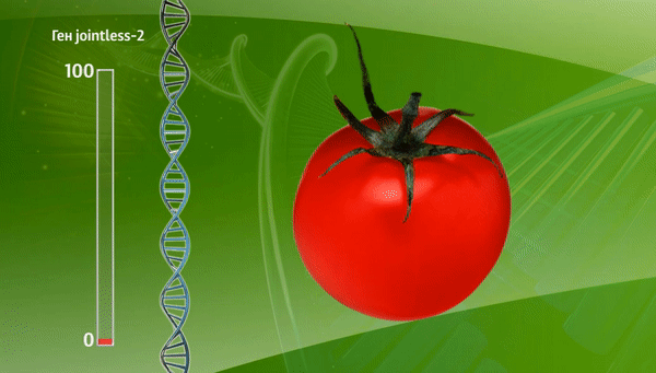 Ученые выяснили, почему большое число крупных помидоров не может расти на одной ветке
