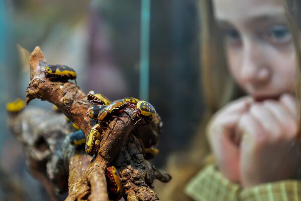 Девочка наблюдает за жуками в террариуме Дарвиновского музея во время международной акции Ночь музеев