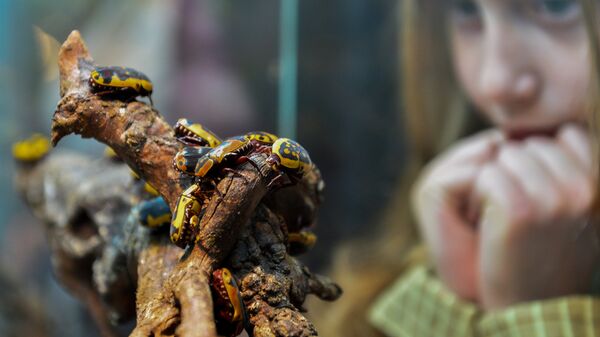 Девочка наблюдает за жуками в террариуме Дарвиновского музея во время международной акции Ночь музеев
