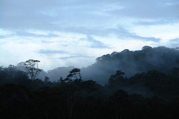 Вершины гор плато Лангибан (Южный Вьетнам) покрыты «эльфийскими лесами»