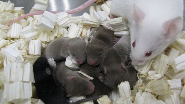 Космические мышата, рожденные благодаря сперме с МКС