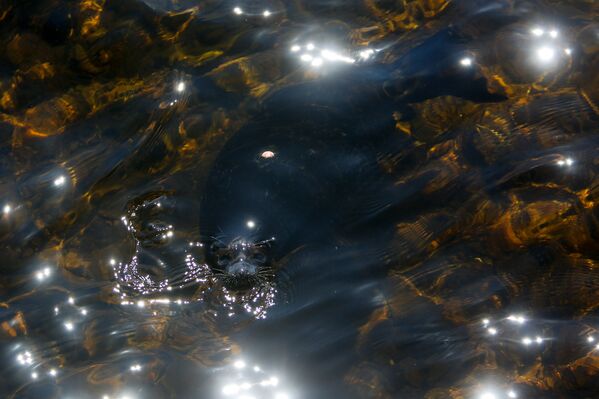 Ладожский нерпенок Крошик в водах Ладожского озера у острова Валаам
