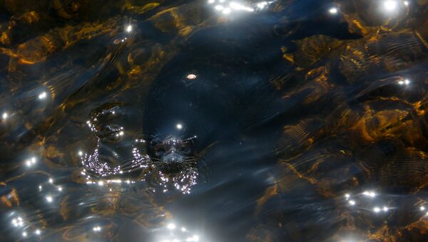 Ладожский нерпенок Крошик в водах Ладожского озера у острова Валаам