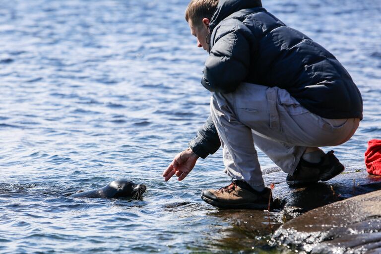 Руководитель Центра изучения и сохранения морских млекопитающих петербургского Водоканала Вячеслав Алексеев выпускает ладожского нерпенка Крошика в воды Ладожского озера