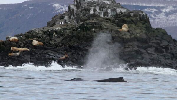 Горбатый кит у лежбища сивучей в Кроноцком заповеднике