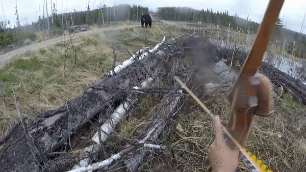 Канадец попытался отбиться от медведя луком и стрелами
