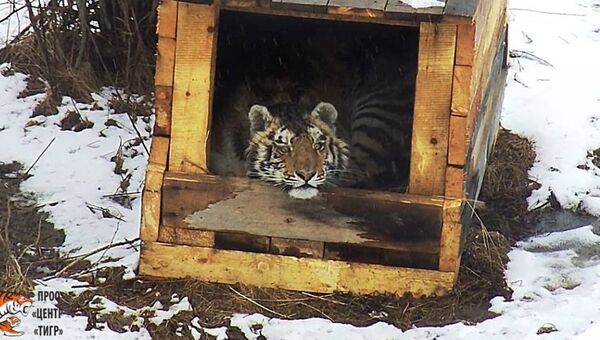 В Приморье выбрали имя Сайхан пострадавшему от браконьеров тигренку
