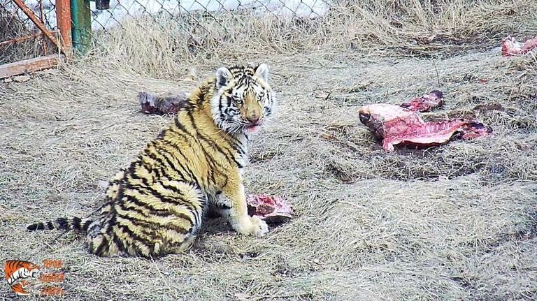 В Приморье выбрали имя Сайхан пострадавшему от браконьеров тигренку В Приморье выбрали имя Сайхан пострадавшему от браконьеров тигренку