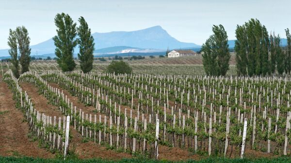 Виноградники на территории Инкерманского завода марочных вин