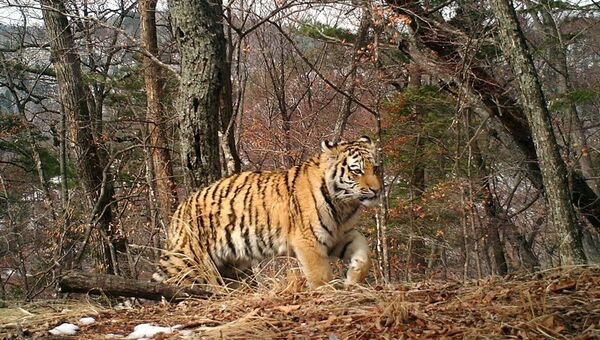Котенок амурского тигра на Земле леопарда