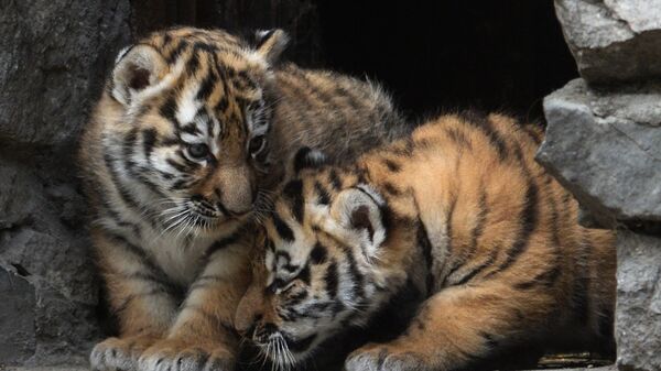 Детеныши амурских тигров. Архивное фото