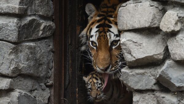Амурская тигрица Лапа с детенышем в вольере Новосибирского зоопарка