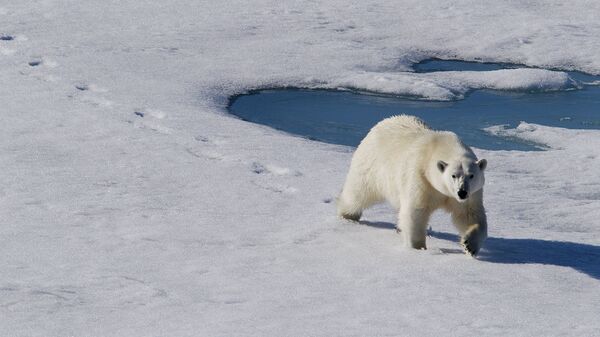Киты и белые медведи: первые весенние исследования Русской Арктики – 2017