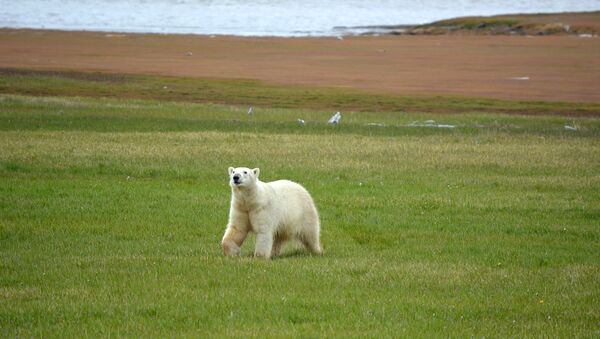 Белый медведь на побережье Якутии
