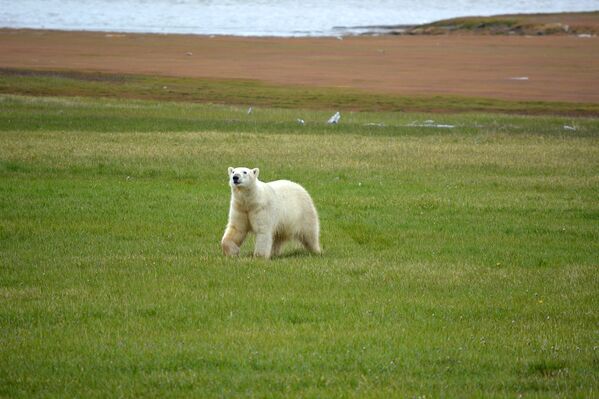 Оленеводы на арктическом побережье Якутии отметили, что белые медведи стали часто появляться в тундре, подходить близко к стадам