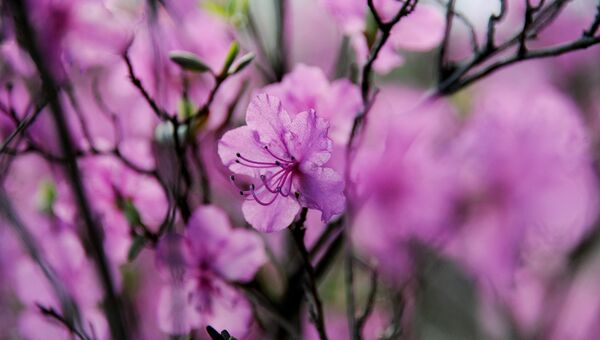 Цветы багульника (рододендрон даурский). Архивное фото