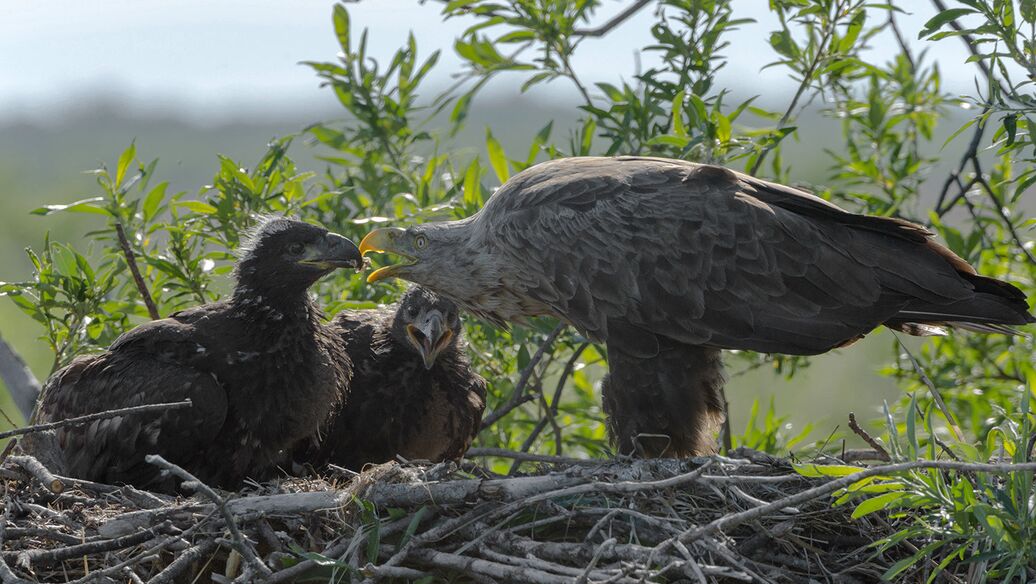На Дальнем Востоке впервые нашли гнездо краснокнижного орлана-белохвоста