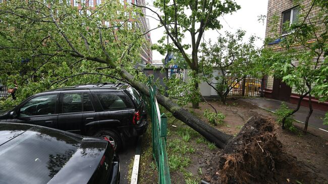 Сломанное ураганом дерево во дворе жилого дома в Москве