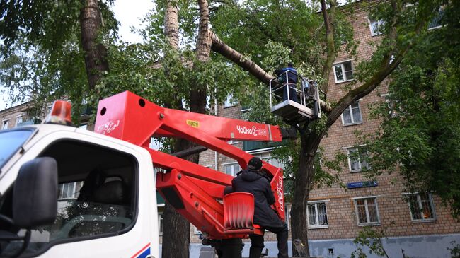 Ликвидация последствий урагана в Москве. Архивное фото