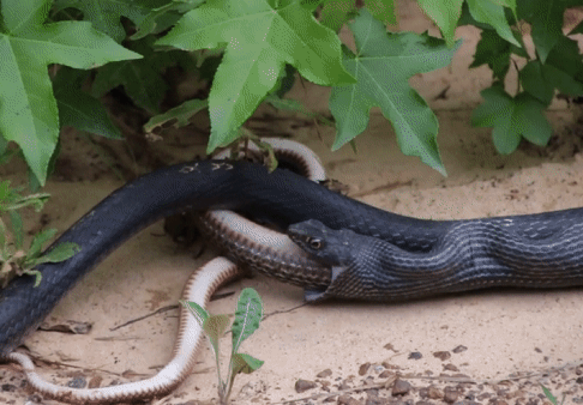 В США случайно спасли змею, которую проглотил сородич