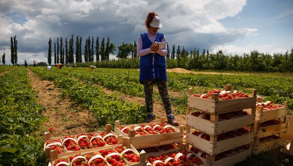 Сбор урожая клубники в посёлке Берёзовом Краснодарского края. Архивное фото
