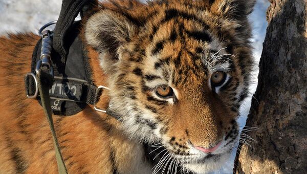 Спасенный в Приморье тигренок поссорился с соседкой-тигрицей