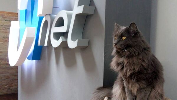 Кот в офисе украинской компании Wnet