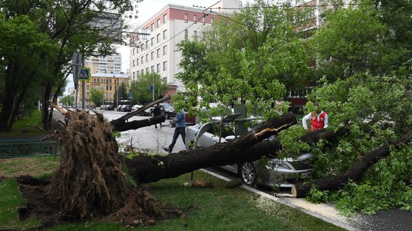 Сломанное ураганом дерево на одной из улиц в Москве
