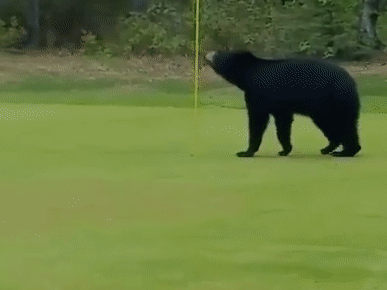 В США медведь выбежал на поле для гольфа, прервав игру