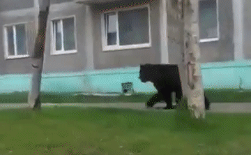 Медведь на улице Вилючинска