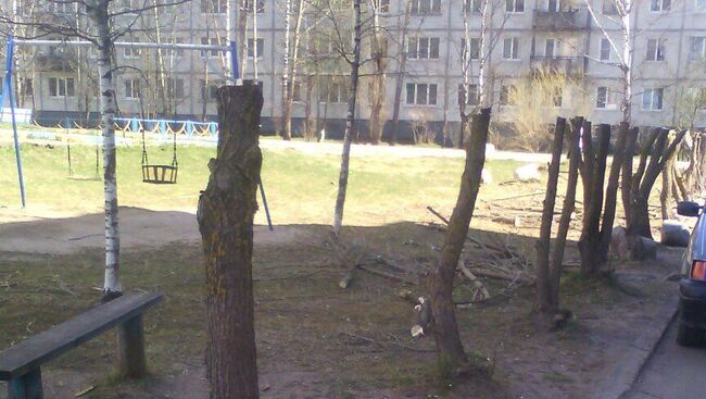 Спиленные деревья в городе Валдае