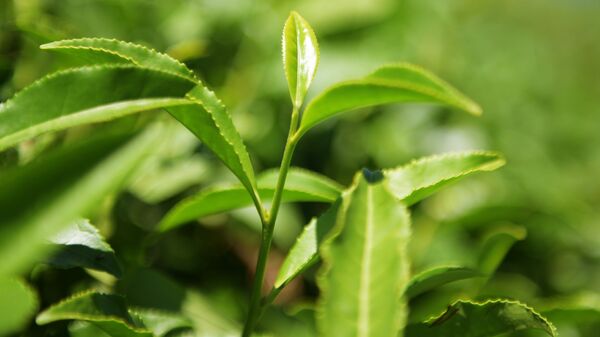 Чайные листья на плантации