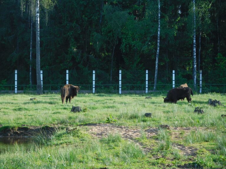 Зубры в Беловежской пуще