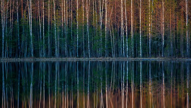 Лес. Архивное фото