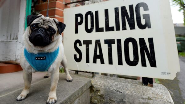 Собака возле избирательного участка во время парламентских выборов в Великобритании
