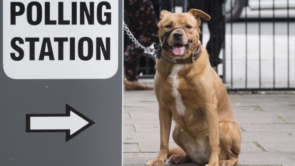 Собака у избирательного участка на Холлоуэй Роуд в Лондоне. Архивное фото