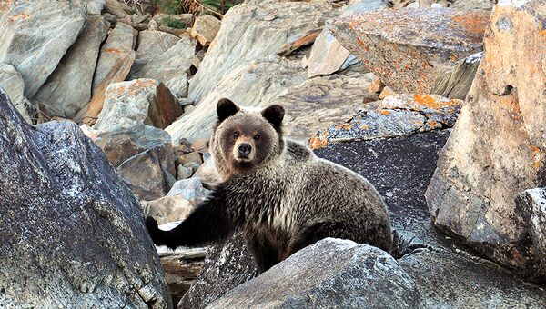 Это самое медвежье место в континентальной части России