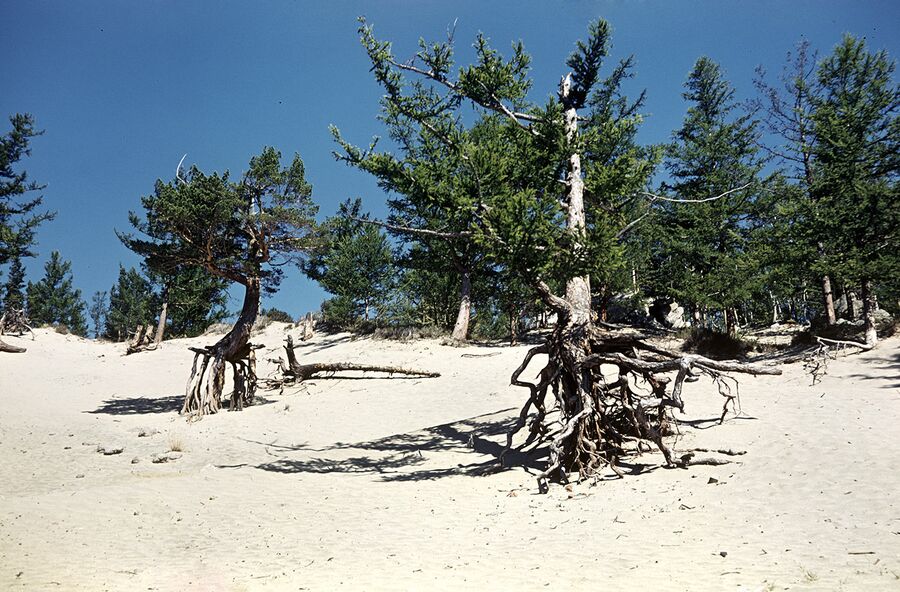 “Ходульные деревья” на берегу Байкала
