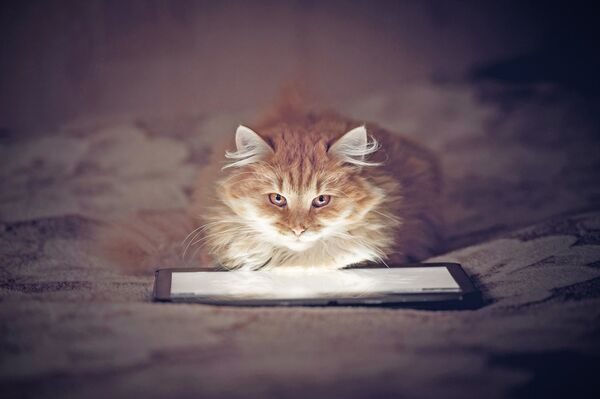 Котенок смотрит в планшет Котенок смотрит в планшет