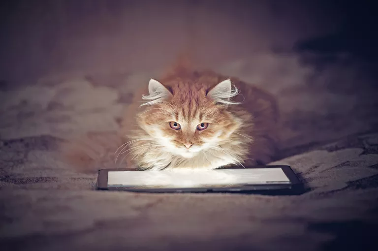 Котенок смотрит в планшет Котенок смотрит в планшет