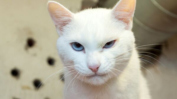 Эрмитажный кот Ахилл. Архивное фото