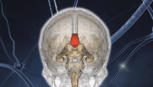 Мозолистое тело внутри мозга