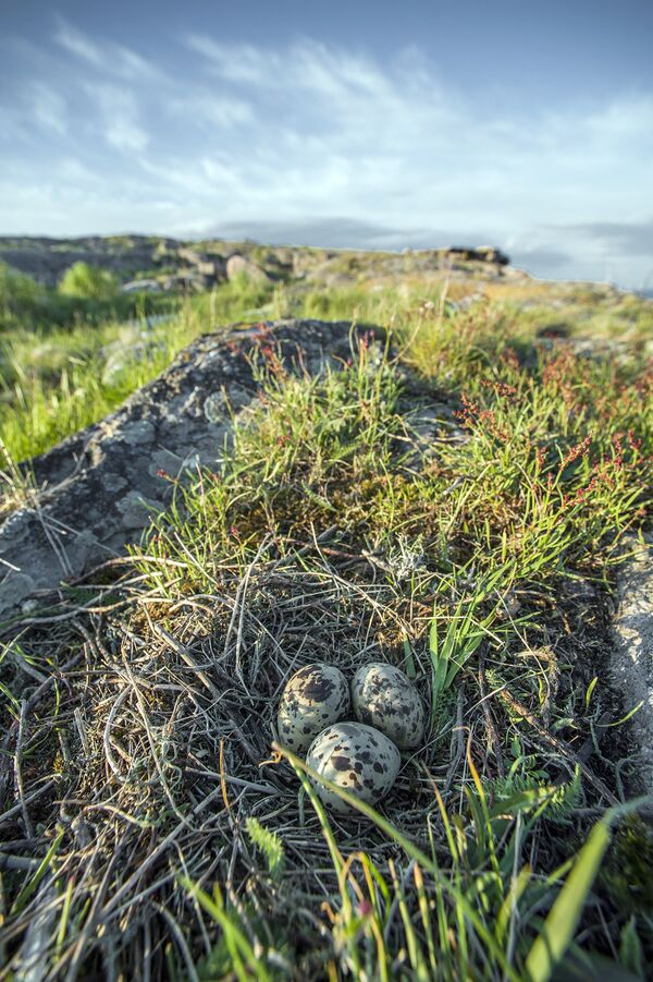 Птичье гнездо на острове Соммерс