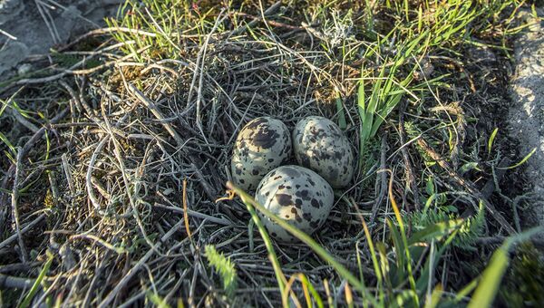 Птичье гнездо на острове Соммерс
